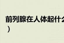 前列腺在人體起什么功能（前列腺是那個部位）