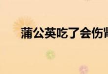 蒲公英吃了會(huì)傷腎嗎（蒲公英傷腎嗎）