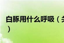 白豚用什么呼吸（關(guān)于白豚用什么呼吸的介紹）