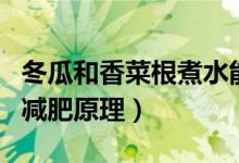 冬瓜和香菜根煮水能減肥嗎（冬瓜木耳香菜湯減肥原理）