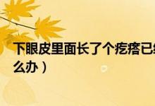 下眼皮里面長了個疙瘩已經(jīng)半年（下眼皮里面長了個疙瘩怎么辦）