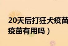 20天后打狂犬疫苗可以嗎（20天后補(bǔ)打狂犬疫苗有用嗎）
