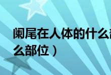 闌尾在人體的什么部位?（闌尾在哪里人體什么部位）