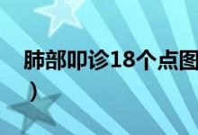 肺部叩診18個(gè)點(diǎn)圖（肺部叩診18個(gè)點(diǎn)是哪里）