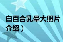 白百合乳暈大照片（關(guān)于白百合乳暈大照片的介紹）