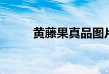 黃藤果真品圖片（黃藤果減肥嗎）