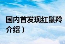 國內首發(fā)現(xiàn)紅鬣羚（關于國內首發(fā)現(xiàn)紅鬣羚的介紹）