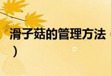 滑子菇的管理方法(滑子菇高產(chǎn)栽培技術(shù)分享)