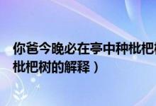 你爸今晚必在亭中種枇杷樹什么意思（你爸今晚必在亭中種枇杷樹的解釋）