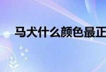 馬犬什么顏色最正宗（關(guān)于馬犬的介紹）