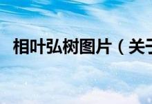 相葉弘樹圖片（關(guān)于相葉弘樹圖片的介紹）