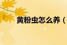黃粉蟲怎么養(yǎng)（黃粉蟲的養(yǎng)殖方法）