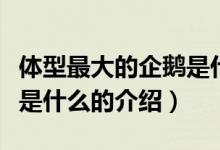 體型最大的企鵝是什么（關于體型最大的企鵝是什么的介紹）