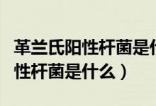 革蘭氏陽(yáng)性桿菌是什么原因引起的（革蘭氏陽(yáng)性桿菌是什么）