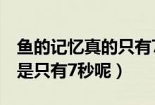 魚的記憶真的只有7秒嗎（魚的記憶真的是不是只有7秒呢）