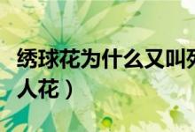 繡球花為什么又叫死人花（繡球花為啥又叫死人花）
