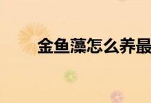 金魚(yú)藻怎么養(yǎng)最好(怎么養(yǎng)金魚(yú)藻)