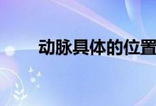 動脈具體的位置(動脈具體在哪里)