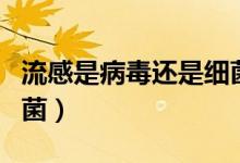 流感是病毒還是細(xì)菌感染（流感是病毒還是細(xì)菌）