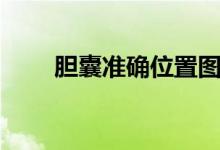 膽囊準確位置圖（膽囊在哪個位置）