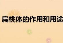 扁桃體的作用和用途（扁桃體的作用是什么）
