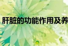 肝臟的功能作用及養(yǎng)護(hù)（肝臟的作用是什么）