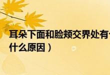 耳朵下面和臉頰交界處有個硬包（耳朵下面長了一個硬包是什么原因）