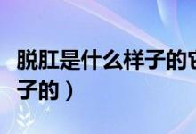 脫肛是什么樣子的它長(zhǎng)在哪兒（脫肛是什么樣子的）