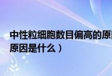 中性粒細(xì)胞數(shù)目偏高的原因是什么（中性粒細(xì)胞數(shù)目偏高的原因是什么）
