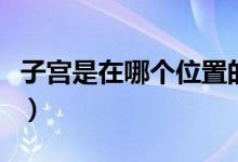 子宮是在哪個(gè)位置的圖片（子宮是在哪個(gè)位置）