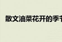 散文油菜花開(kāi)的季節(jié)（大家可以了解一下）