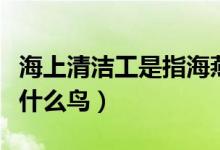 海上清潔工是指海燕還是海鷗（海上清潔工是什么鳥）