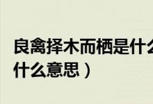 良禽擇木而棲是什么意思啊（良禽擇木而棲是什么意思）