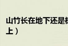 山竹長(zhǎng)在地下還是樹(shù)上（山竹長(zhǎng)在地下還是樹(shù)上）