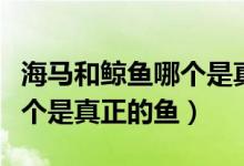 海馬和鯨魚(yú)哪個(gè)是真正的魚(yú)類(lèi)（海馬和鯨魚(yú)哪個(gè)是真正的魚(yú)）