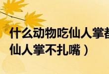 什么動(dòng)物吃仙人掌都不感到扎嘴（什么動(dòng)物吃仙人掌不扎嘴）