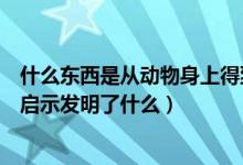 什么東西是從動(dòng)物身上得到的啟示（人們從動(dòng)物身上得到的啟示發(fā)明了什么）