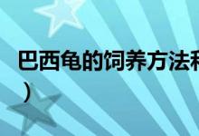 巴西龜的飼養(yǎng)方法和技巧（巴西龜的飼養(yǎng)方法）