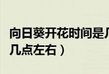 向日葵開(kāi)花時(shí)間是幾點(diǎn)鐘（向日葵開(kāi)花時(shí)間是幾點(diǎn)左右）