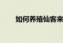 如何養(yǎng)殖仙客來(如何養(yǎng)殖富貴竹)