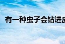 有一種蟲(chóng)子會(huì)鉆進(jìn)皮膚（yy注冊(cè)賬號(hào)網(wǎng)站）