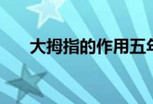大拇指的作用五年級(jí)（大拇指的作用）