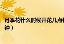 月季花什么時(shí)候開(kāi)花幾點(diǎn)鐘開(kāi)花（月季花什么時(shí)候開(kāi)花 幾點(diǎn)鐘）