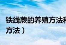 鐵線蕨的養(yǎng)殖方法和注意事項（鐵線蕨的養(yǎng)殖方法）