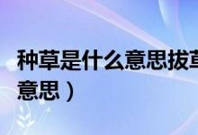 種草是什么意思拔草是什么意思（種草是什么意思）