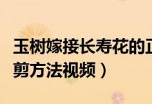 玉樹嫁接長(zhǎng)壽花的正確方法視頻（長(zhǎng)壽花的修剪方法視頻）