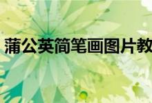 蒲公英簡(jiǎn)筆畫(huà)圖片教程（蒲公英圖片簡(jiǎn)筆畫(huà)）