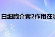 白細胞介素2作用在哪（白細胞介素2的作用）