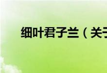 細葉君子蘭（關于細葉君子蘭的介紹）