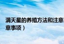 滿天星的養(yǎng)殖方法和注意事項(xiàng)app（滿天星的養(yǎng)殖方法和注意事項(xiàng)）